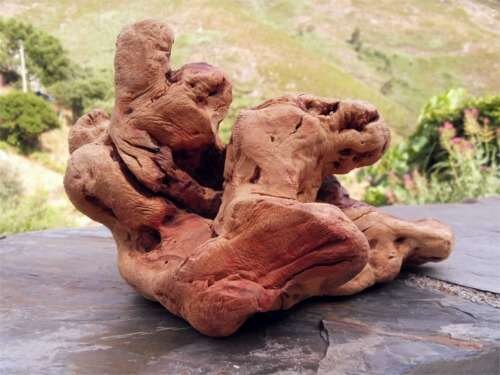 Torgas Kauwurzel für Hunde – natürlicher Kauknochen aus Holz