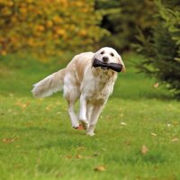 Apportier SNACK DUMMY - 22 cm